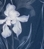 花影獵手(螳螂)