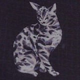 黑豹貓